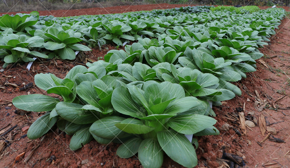 1557814118260518.jpg IMG_4127.jpg