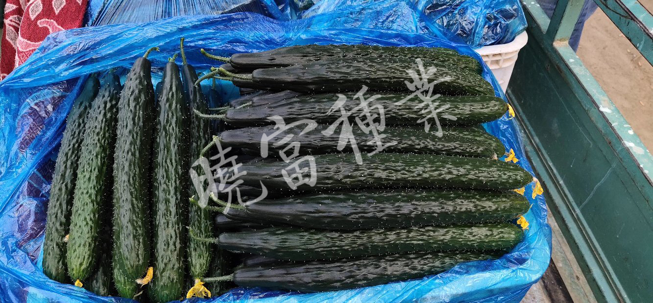 1585989650597818.jpg 06.jpg